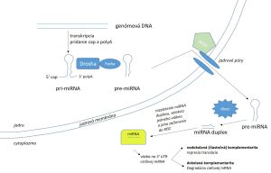 Schéma vzniku a pôsobenia miRNA