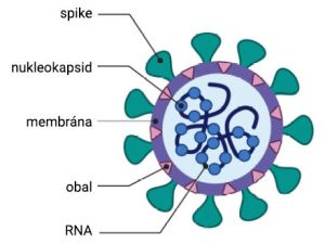 Schematické znázornenie morfológie viriónu SARS-CoV-2