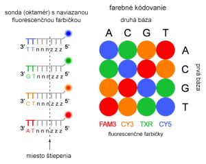 Primárna štruktúra sond a farebný kód ColorSpace systému SOLiD