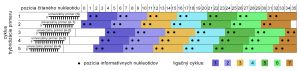 Súhrn priebehu sekvenovania systémom SOLiD - reštart, hybridizácia univerzálnych primerov a ligačné cykly