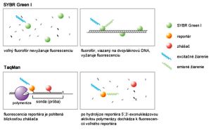 Porovnanie fluorescencie SYBR Green I a TaqMan