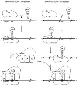 Kombinovaná schéma prokaryotickej a eukaryotickej iniciácie translácie