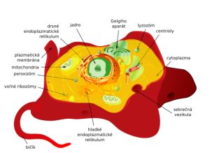Schéma živočíšnej bunky