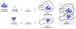 Zloženie prokaryotického ribozómu