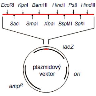 Vektory v molekulárnej biológii