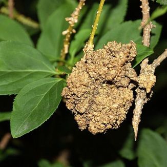 Rastlinné nádory indukované baktériou Agrobacterium tumefaciens