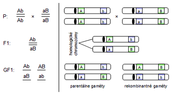 Schéma kríženia a vznik gamét trans-typu väzby génov