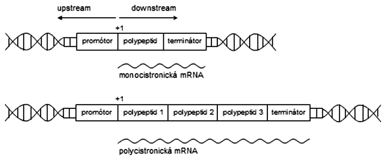 Schéma transkripčných jednotiek