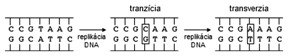 Schéma tranzície a transverzie