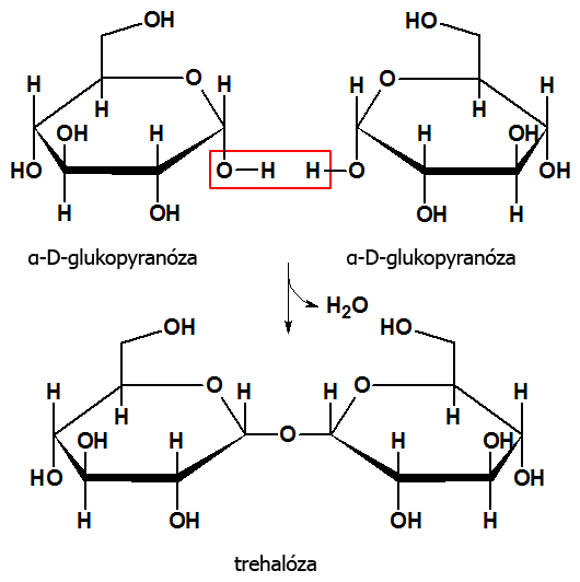 Syntéza disacharidu trehalózy s neredukujúcimi vlastnosťami