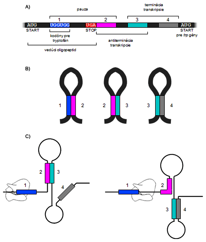 Prim. a sek. štrukt. atenuátorovej oblasti mRNA trp-operónu, schéma terminácie a antiterminácie