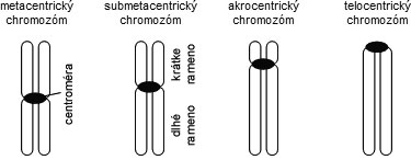 Typy chromozómov podľa polohy centroméry