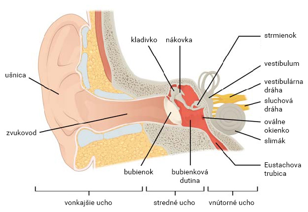 Sluchový receptor