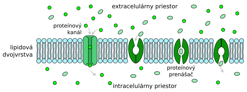 Schéma uľahčenej difúzie pomocou cez proteínový kanál a pomocou proteínového prenášača