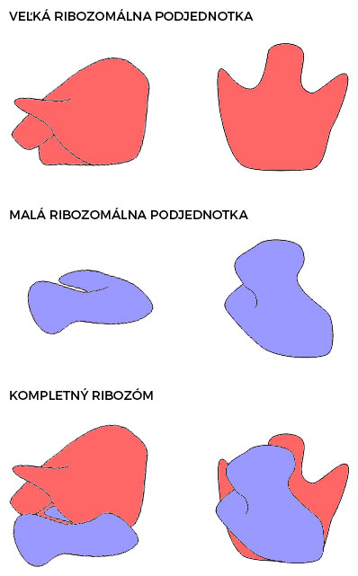 Ultraštruktúra ribozómu (vľavo pohľad zbovu, vpravo pohľad zdola)