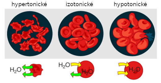 Vplyv hypertonického, izotonického a hypotonického prostredia na červené krvinky