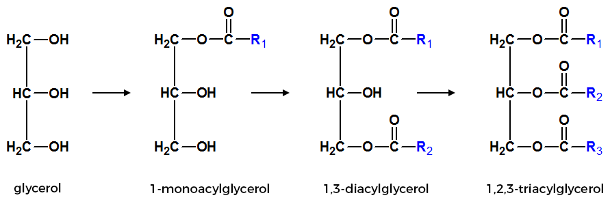 Všeobecné vzorce acylglycerolov
