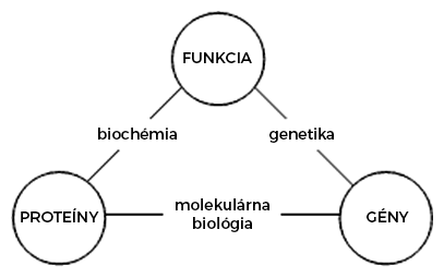 Vzťah medzi molekulárnou biológiou, biochémiou a genetikou