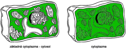 Rozdiel medzi cytosolom a cytoplazmou