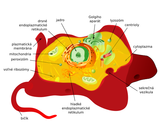 Schéma eukaryotickej bunky (živočíšna bunka)