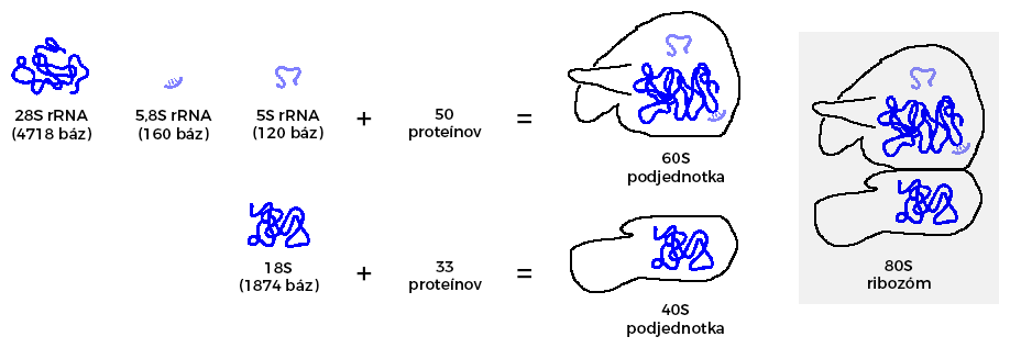 Zloženie eukaryotického ribozómu (stavovce)