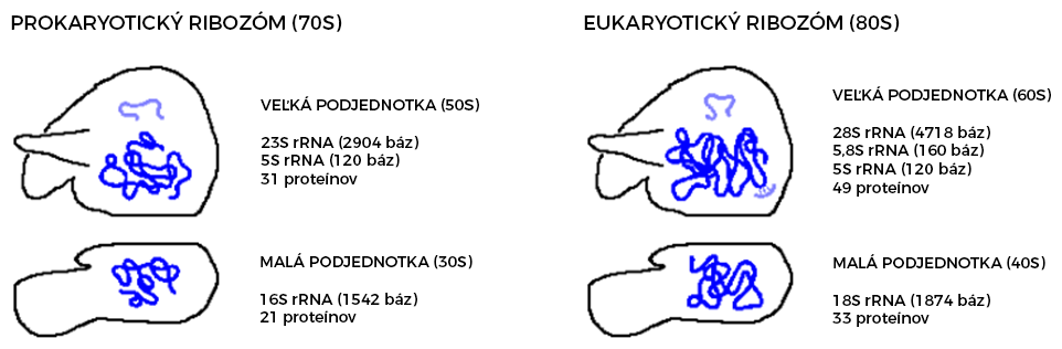 Zloženie prokaryotického a eukaryotického ribozómu