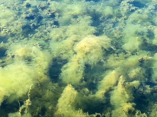 Žabí vlas