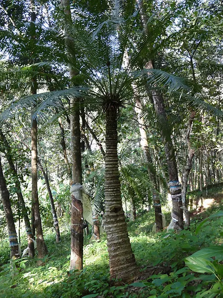Cykas indický