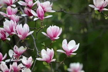 Magnoliidová vetva a bazálne vetvy krytosemenných rastlín
