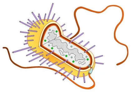 Genetika prokaryot