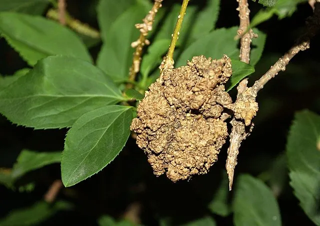 Rastlinné nádory indukované baktériou Agrobacterium tumefaciens