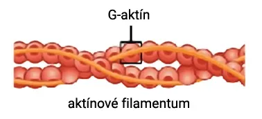 Štruktúra aktínového mikrofilamenta