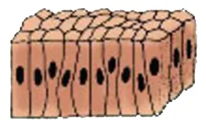 Tkanivá