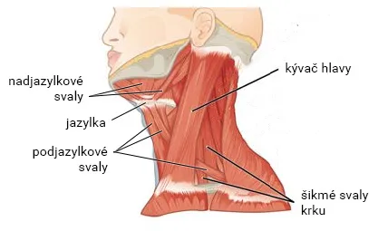 Svaly krku