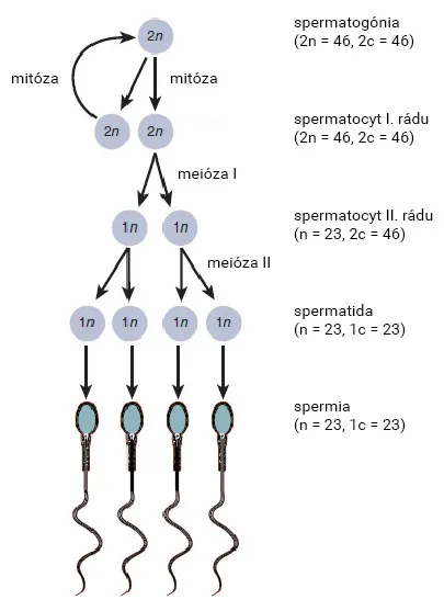 Spermatogenéza
