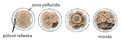Vznik moruly (1.-4. deň vývinu)