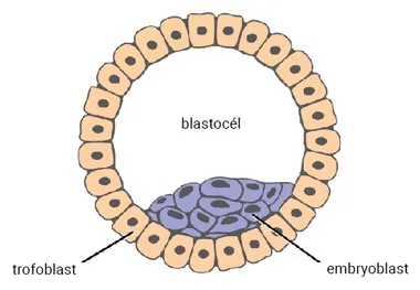 Blastula (5. deň)