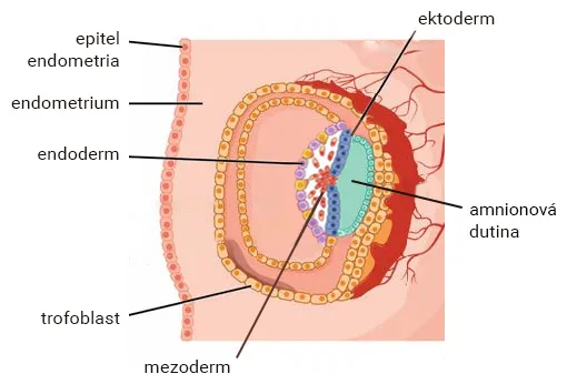 Vznik mezodermu (14.-15. deň)