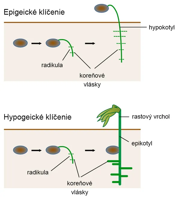 Schéma klíčenia