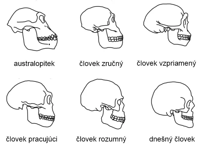 Porovnávacia anatómia lebky