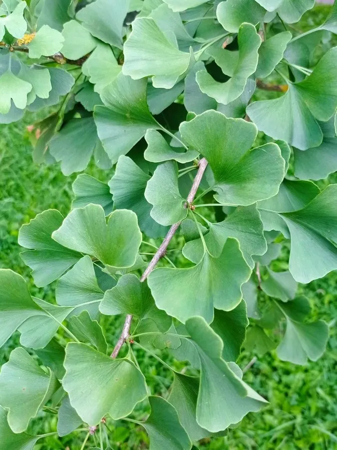 Ginko dvojlaločné