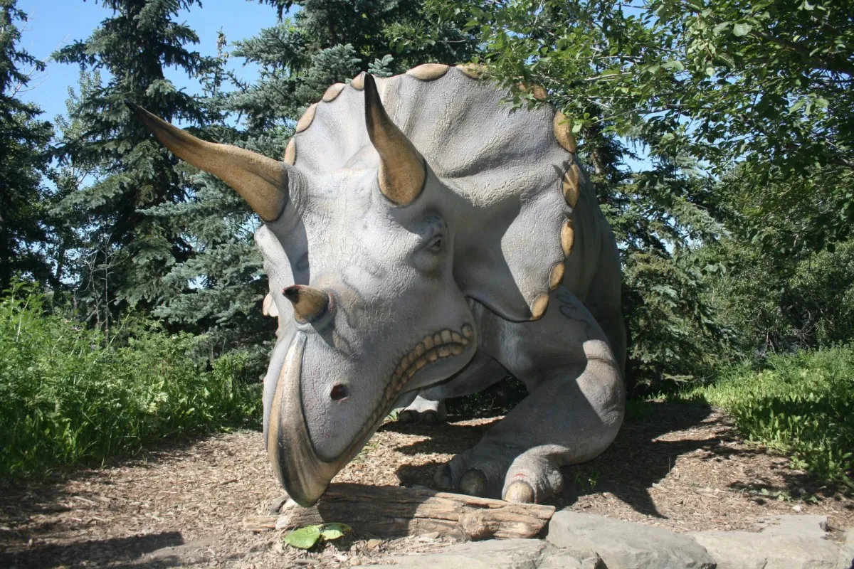 Triceratops