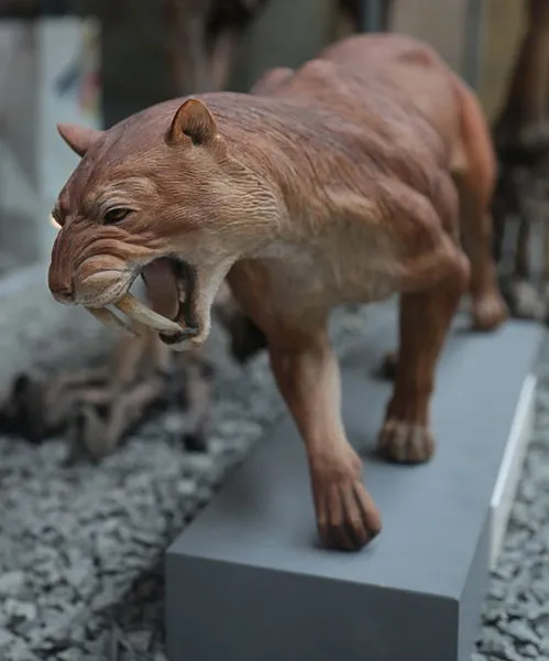 Tiger šabľozubý