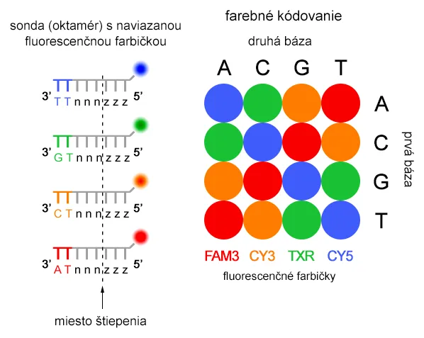 Primárna štruktúra sond a farebný kód ColorSpace systému SOLiD