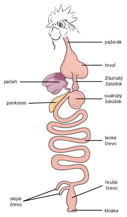 Tráviaca sústava vtákov