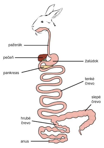 Tráviaca sústava cicavcov