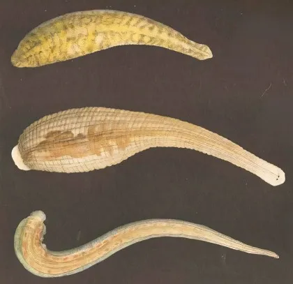 Ploskavce