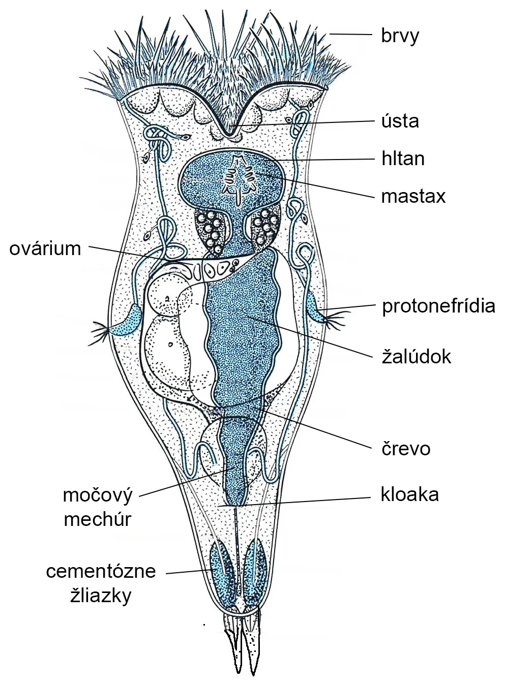 Schematické znázornenie zástupcu vírnikov