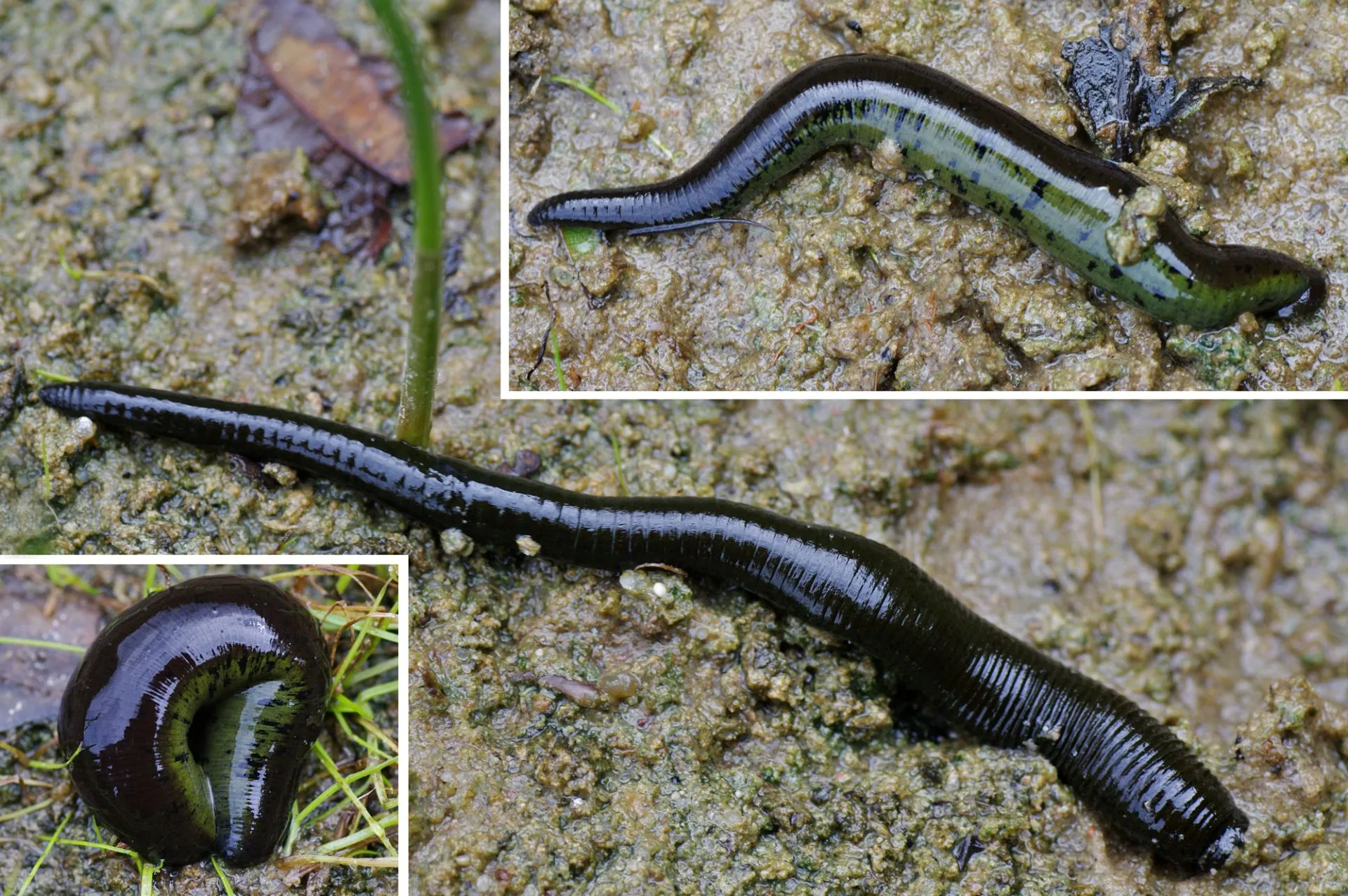 Pijavica veľká