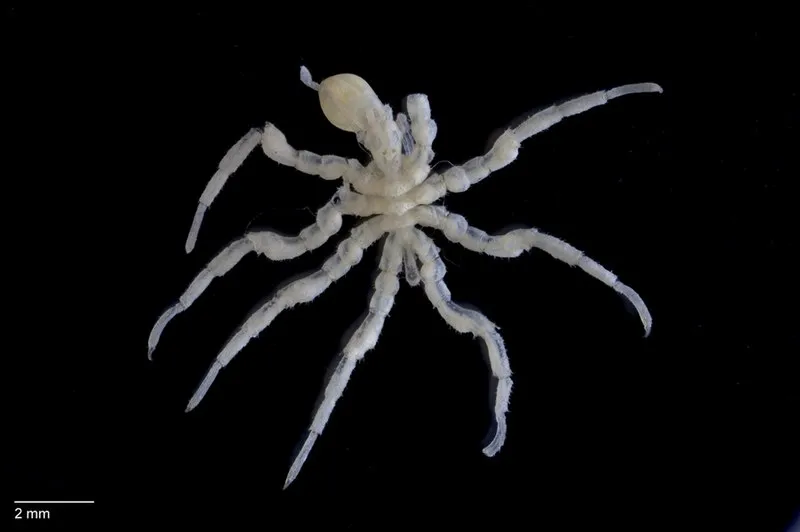 Zástupca nohatiek Ascorhynchus compactus